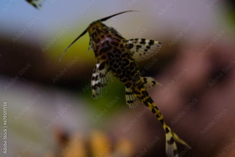 Macro Photography. Animal Close up. Macro shot of Synodontis nigriventris catfish in the aquarium. Fish on tanks. Shot in Macro lens