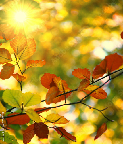 herbstsonne im buchenwald goldener oktober