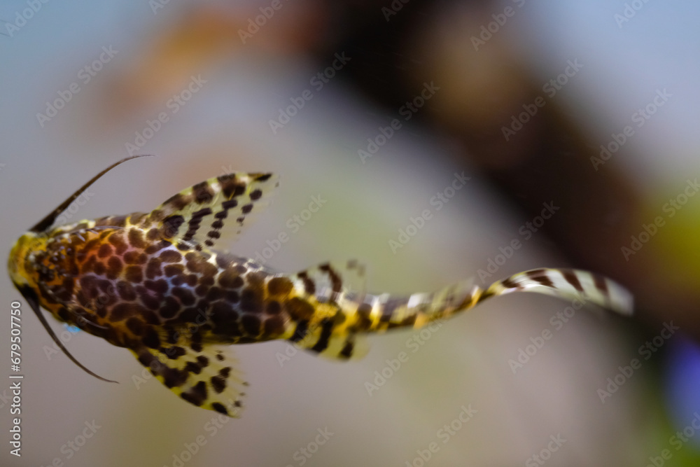 Macro Photography. Animal Close up. Macro shot of Synodontis nigriventris catfish in the aquarium. Fish on tanks. Shot in Macro lens Macro Photography. Animal Close up. Macro shot of Synodontis nigriventris catfish in the aquarium. Fish on tanks. Shot in Macro lens