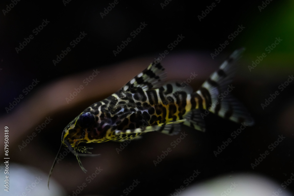 Macro Photography. Animal Close up. Macro shot of Synodontis nigriventris catfish in the aquarium. Fish on tanks. Shot in Macro lens