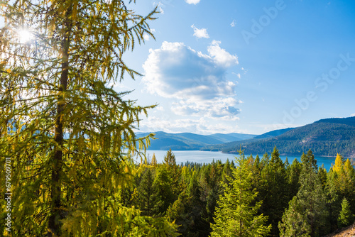 Early Season Golden Pine Forest