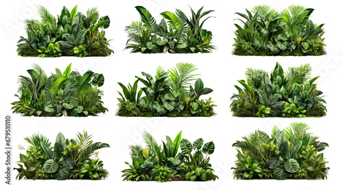 collection of Lush greenery of tropical plants, including Monstera, palms, rubber plants, pines, and bird's nest ferns, arranged to create an indoor garden backdrop. PNG, cutout, or clipping path. photo