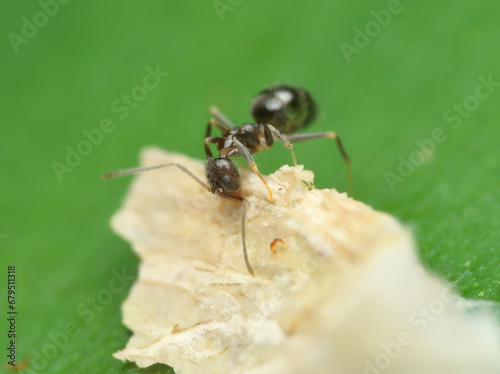 Black ant eat on the leaf © abdul