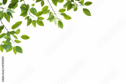 natural leaves branches isolated on white, Generative AI