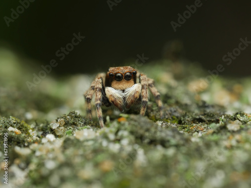Cute jumping spider on the mossy land
