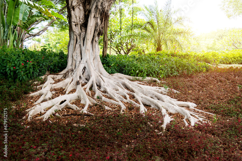 Tree roots grow to the ground