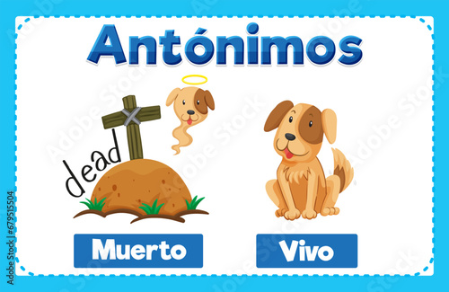 Muerto and Vivo: Antonym Word Card in Spanish means dead and alive