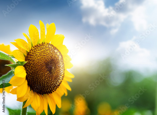Blooming sunflowers under blue sky