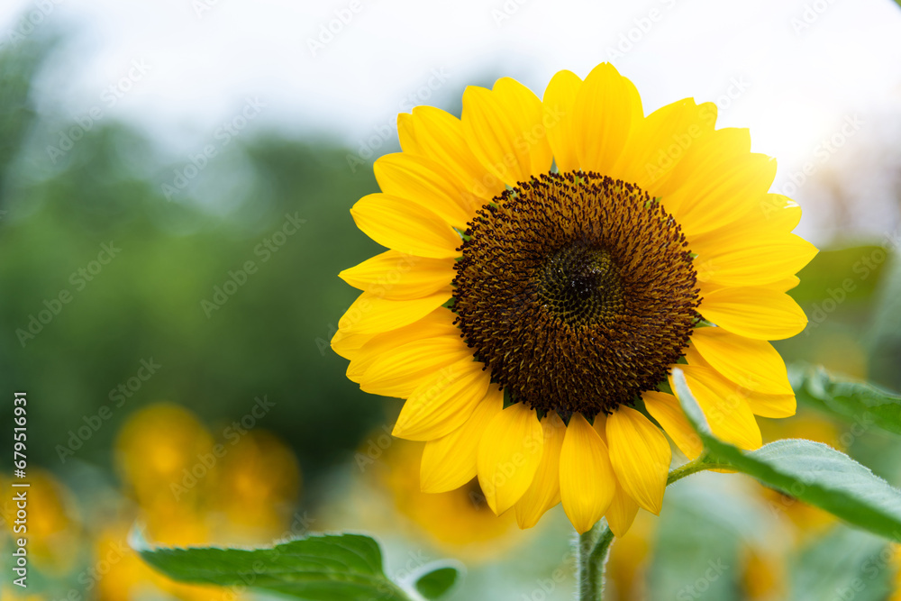 Fototapeta premium Sunflowers blooming in the field