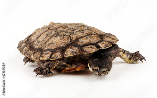 Argentinische Schlangenhalsschildkröte // Argentine snake-necked turtle (Hydromedusa tectifera)