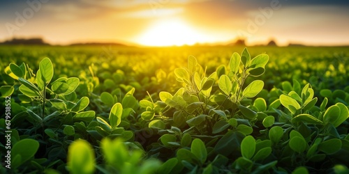 A field of green soy plants