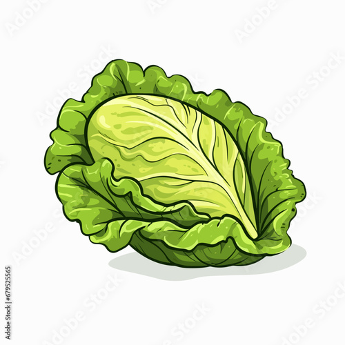 Lettuce hand-drawn illustration. Lettuce. Vector doodle style cartoon illustration