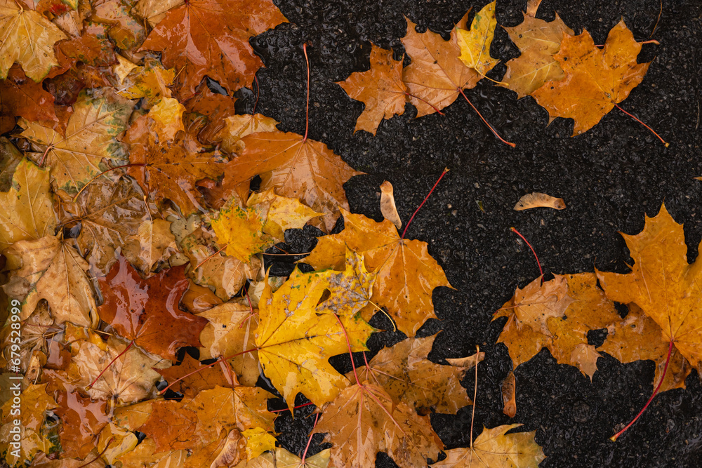 Wet autumn yellow leaves on the asphalt
