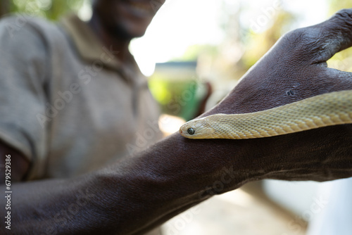 Un serpent sur le bras d'un homme au Sénégal en Afrique  © Pierre