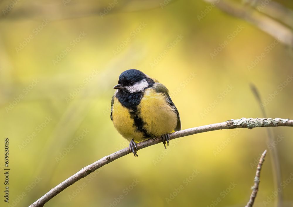 Fototapeta premium Great tit, Parus major, single bird on branch