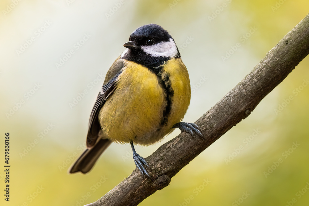 Obraz premium Great tit, Parus major, single bird on branch