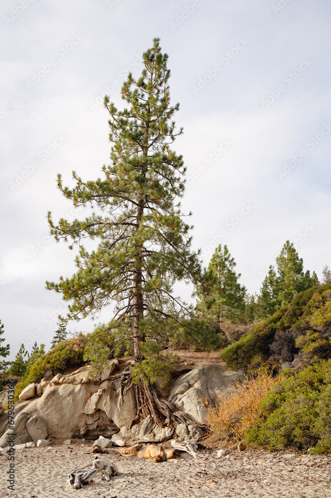 large pine with roots growing on top of boulder above sandy lake shore