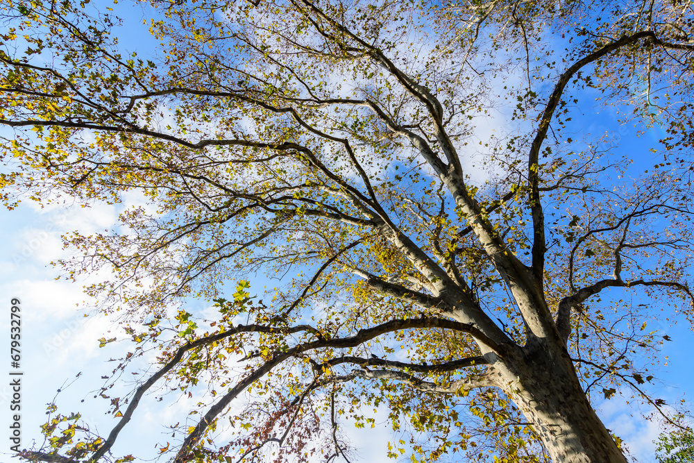 Large branches with vivid orange, yellow, green and brown leaves of platanus tree towards clear blue sky in a garden during a sunny autumn day, beautiful outdoor background. Large branches with vivid orange, yellow, green and brown leaves of platanus tree towards clear blue sky in a garden during a sunny autumn day, beautiful outdoor background.