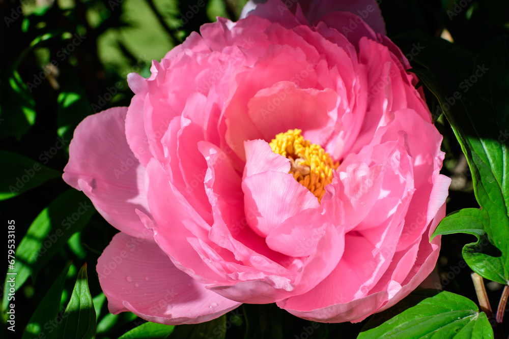 Bush with one large delicate pink peony flowers in direct sunlight, in a Scotish garden in a sunny spring day, beautiful outdoor floral background photographed with selective focus. Bush with one large delicate pink peony flowers in direct sunlight, in a Scotish garden in a sunny spring day, beautiful outdoor floral background photographed with selective focus.