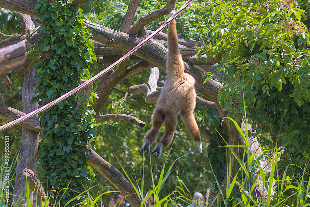 A large ape-like gibbon hangs prostrate on a tree, holding onto a rope ...