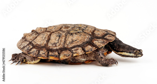 Argentinische Schlangenhalsschildkröte // Argentine snake-necked turtle (Hydromedusa tectifera)