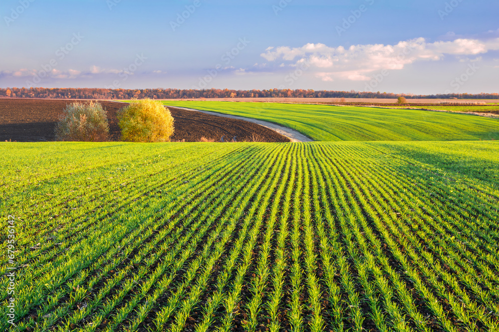 Green sprouts of wheat grow in rows on the hilly terrain of agricultural fields. Picturesque autumn landscape in evening colors