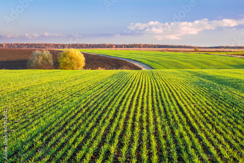 Green sprouts of wheat grow in rows on the hilly terrain of agricultural fields. Picturesque autumn landscape in evening colors
