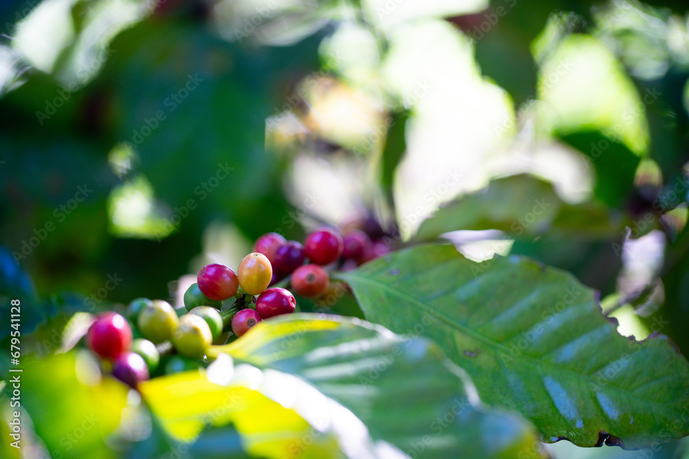 Obraz premium Close up coffee bean 