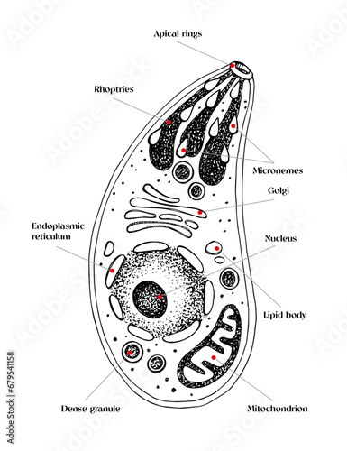 Toxoplasma gondii vector diagram sketch photo