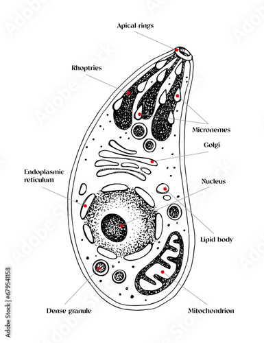 Toxoplasma gondii vector diagram sketch