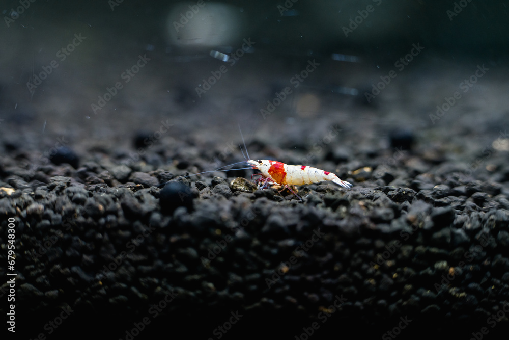 Crystal red shrimp aquarium pets hobby nature Crystal red shrimp aquarium pets hobby nature