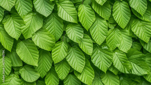 Photographie Fresh green beech hedge, leaves in spring, closeup