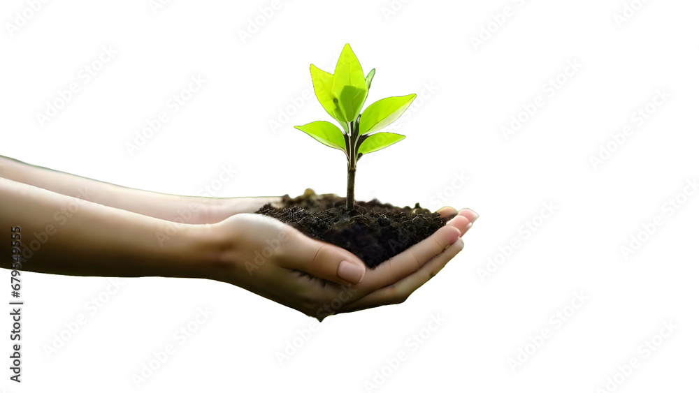In the hands of tree growing seedling. Environment Earth Day. PNG In the hands of tree growing seedling. Environment Earth Day. PNG