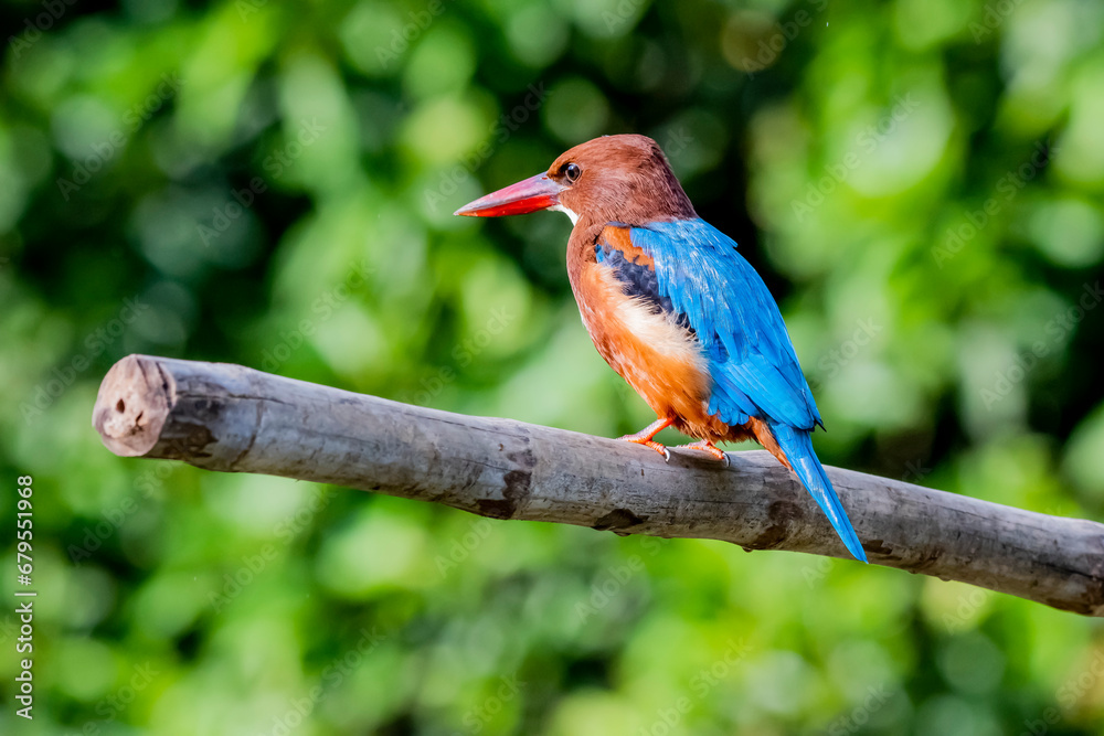 The White-throated Kingfisher on a branch in nature
