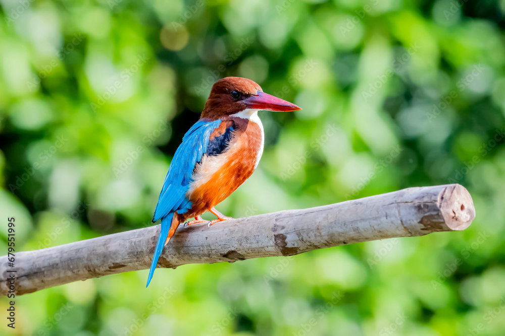 The White-throated Kingfisher on a branch in nature