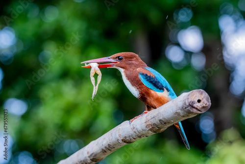The White-throated Kingfisher on a branch in nature