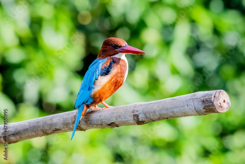 The White-throated Kingfisher on a branch in nature © Sarin