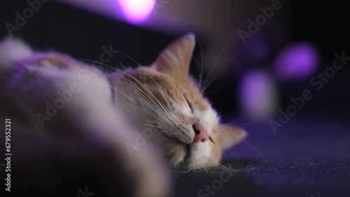 Close-up. red and white cat sleeps on the sofa. Cute kitten face .4K video