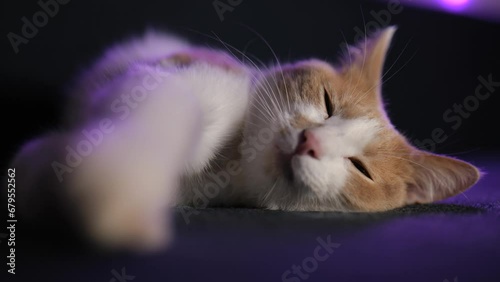 Close-up. red and white cat sleeps on the sofa. Cute kitten face .4K video