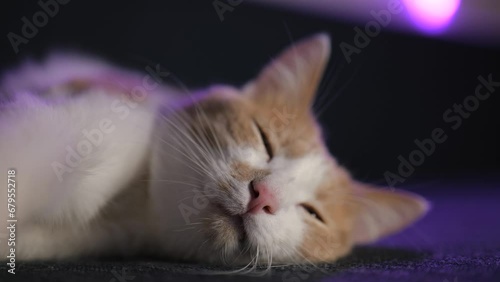 Close-up. red and white cat sleeps on the sofa. Cute kitten face .4K video