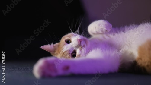 Close-up. Cute white-red kitten lies on its back and looks up. 4K video