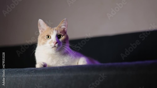 A cute white and red kitten lies on a blue sofa and looks around. 4K video