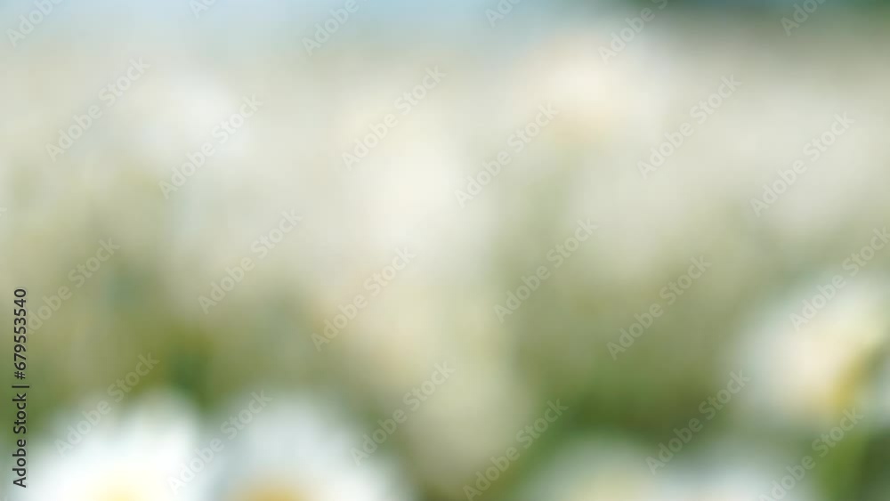 Abstract defocused Chamomile. White daisy flowers in a field of green grass sway in the wind at sunset. Chamomile flowers field with green grass. Close up slow motion. Nature, flowers, spring, biology Abstract defocused Chamomile. White daisy flowers in a field of green grass sway in the wind at sunset. Chamomile flowers field with green grass. Close up slow motion. Nature, flowers, spring, biology