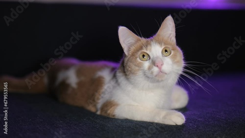 Cute white-red kitten lies on the sofa and looks up in surprise .4K video