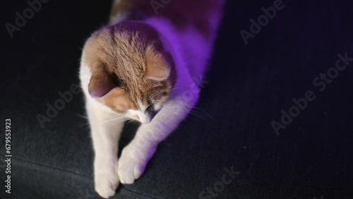 white-red kitten lies on the sofa and then raises its head up .4K video