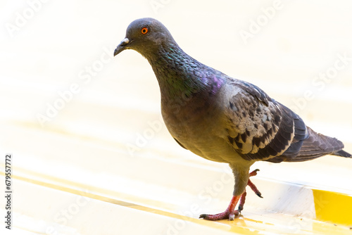 The pigeon on the roof