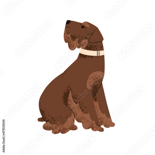 Cute dog of Miniature Schnauzer breed. Zwergschnauzer doggy. Canine animal, p...