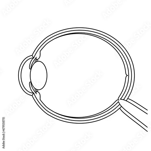 軸性近視の眼球のイラスト