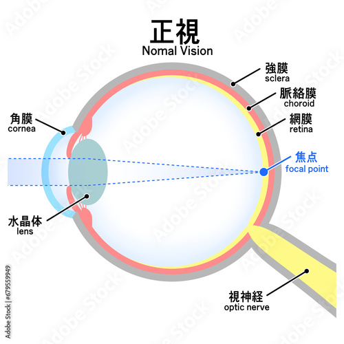 正常な眼球（正視）のイラスト