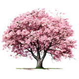 cherry blossom tree isolated on white backdrop.